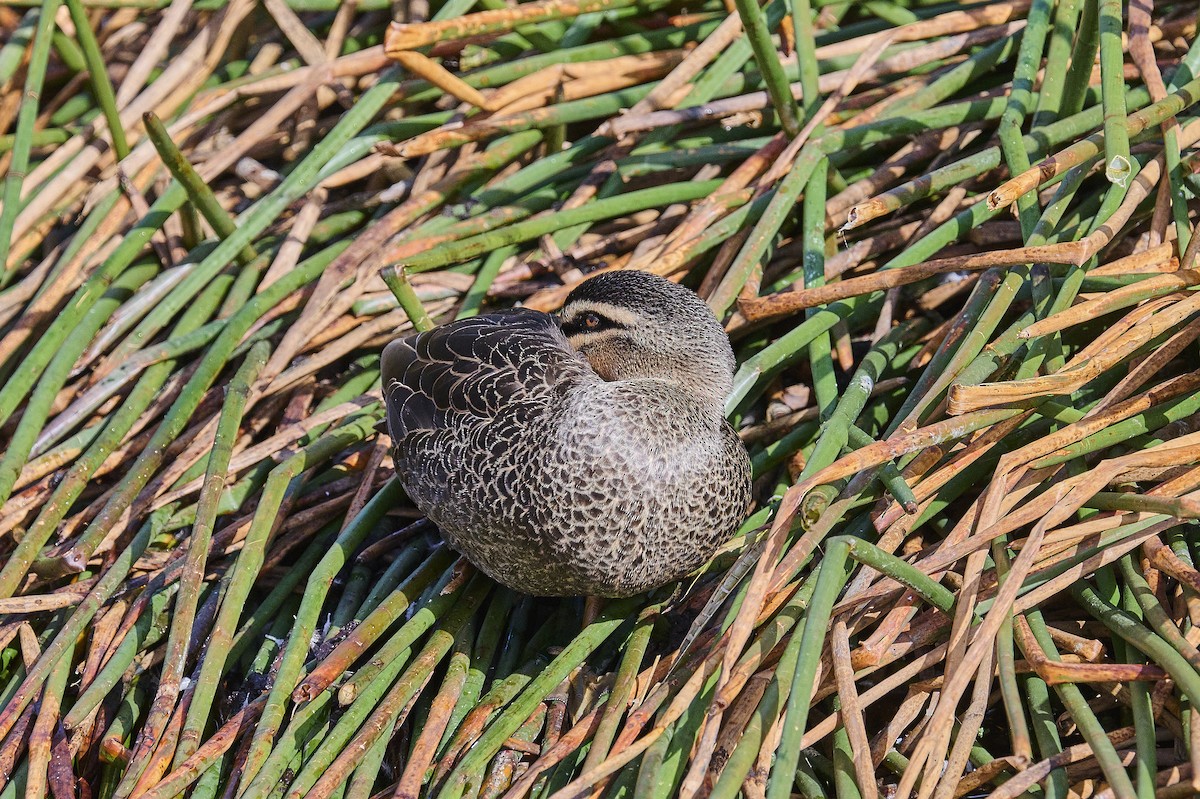 Pacific Black Duck - Gary & Robyn Wilson