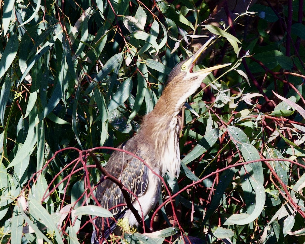 Green Heron - ML602601231