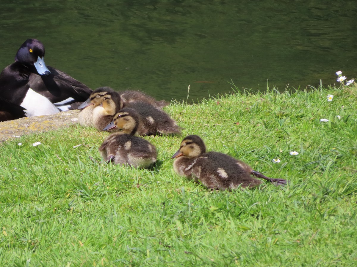 Tufted Duck - Anonymous