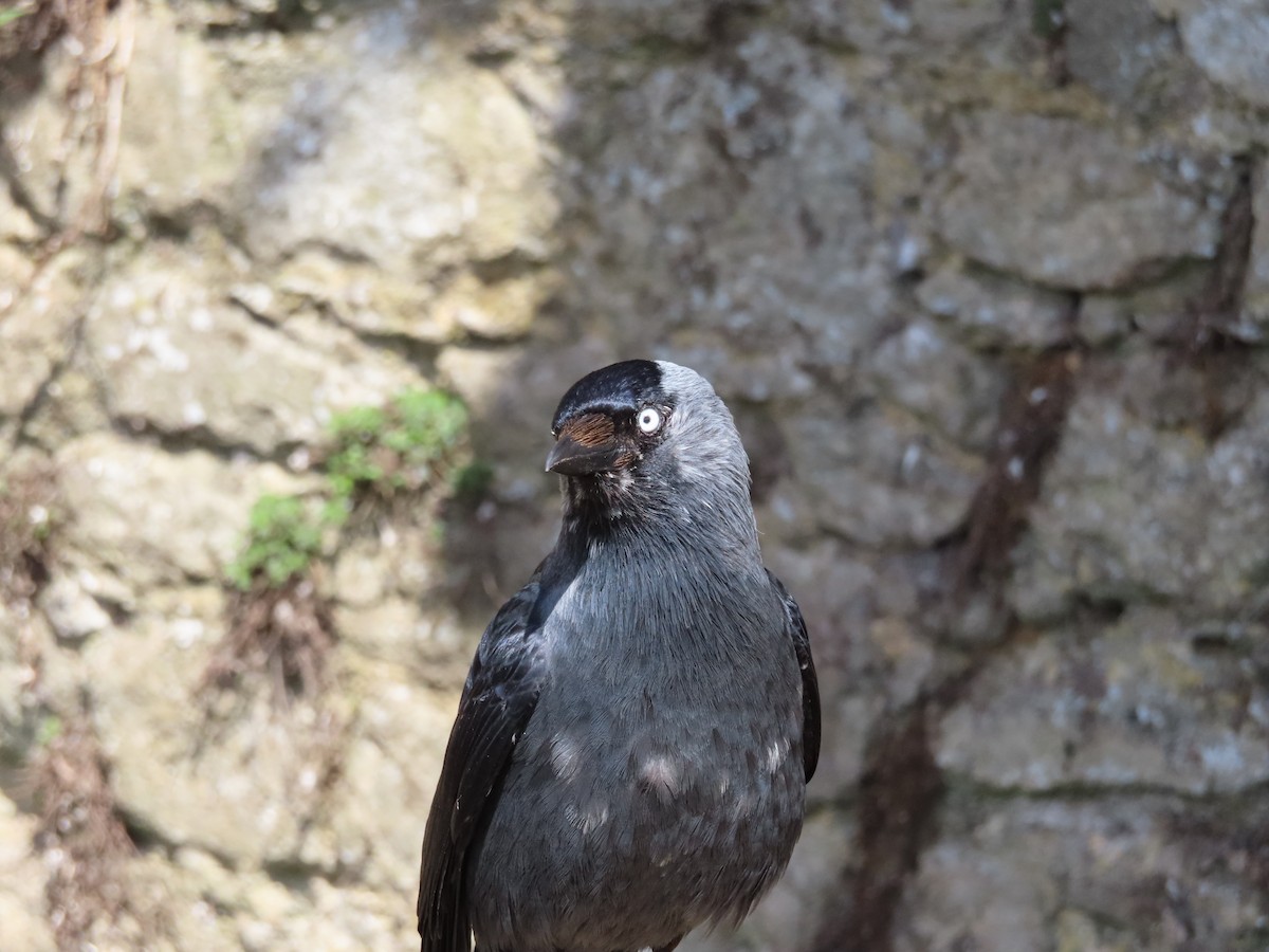 Eurasian Jackdaw - ML602601371