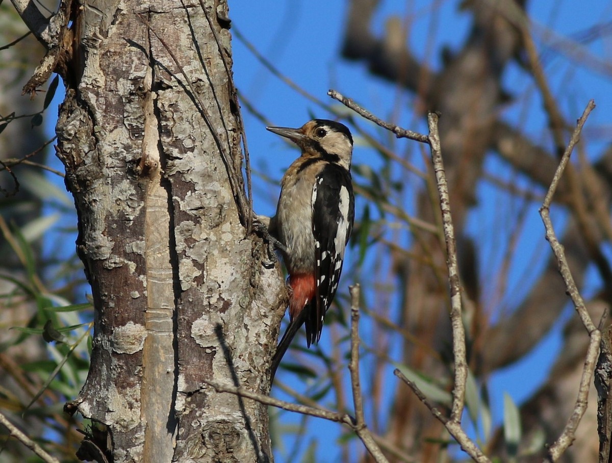 Syrian Woodpecker - ML602601911