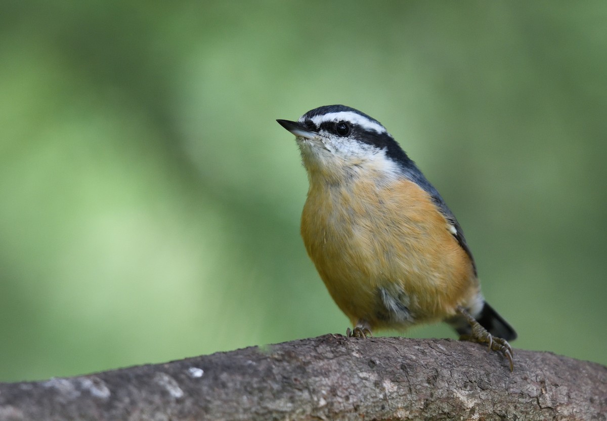 Red-breasted Nuthatch - ML602601971