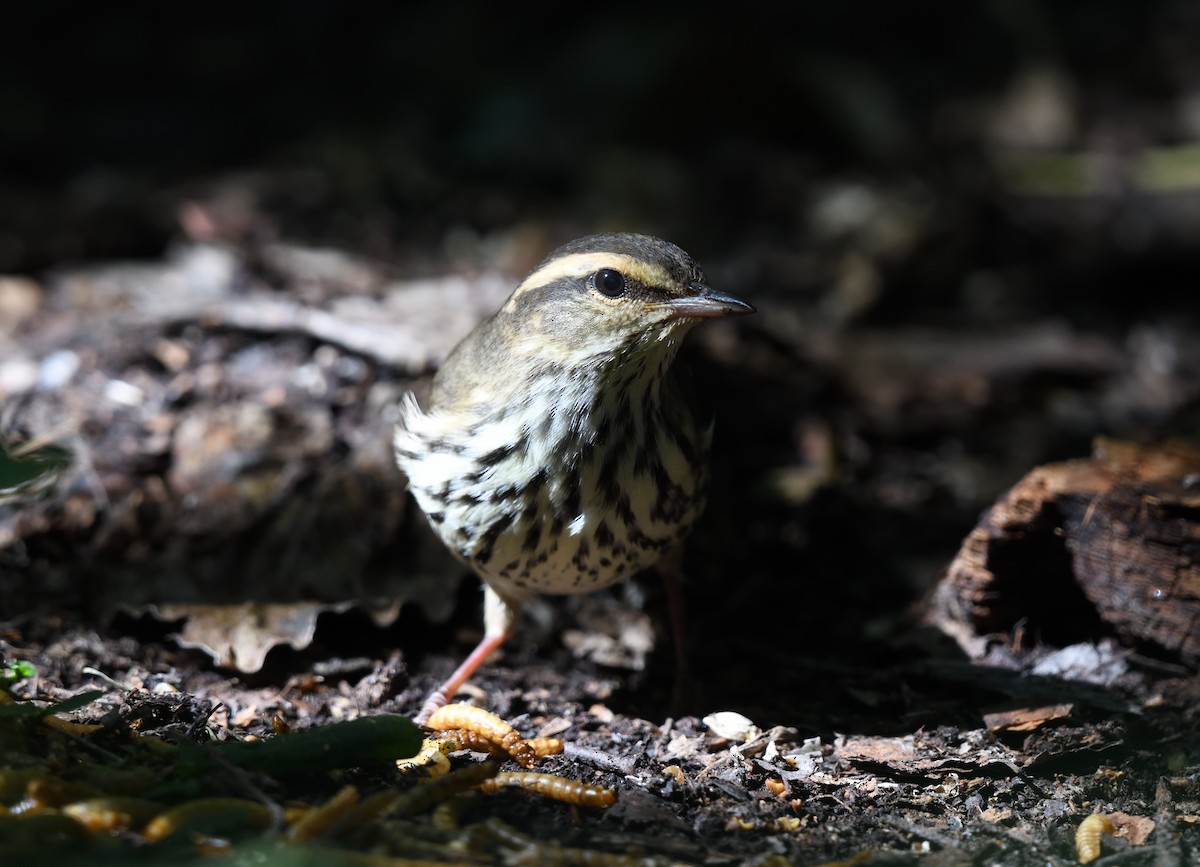 Northern Waterthrush - ML602602061