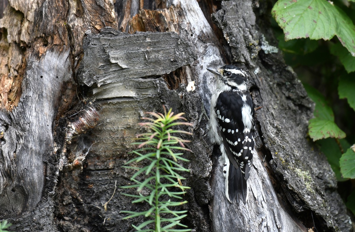 Downy Woodpecker - ML602602111