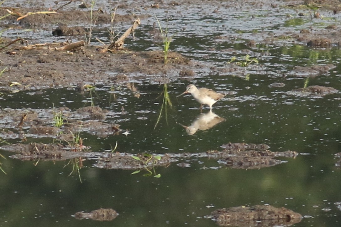 Terek Sandpiper - Mikołaj Stasiak