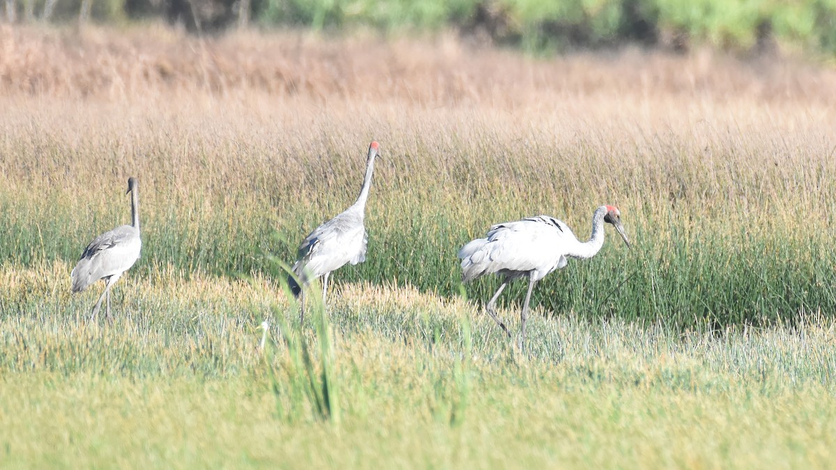 Grulla Brolga - ML602602711