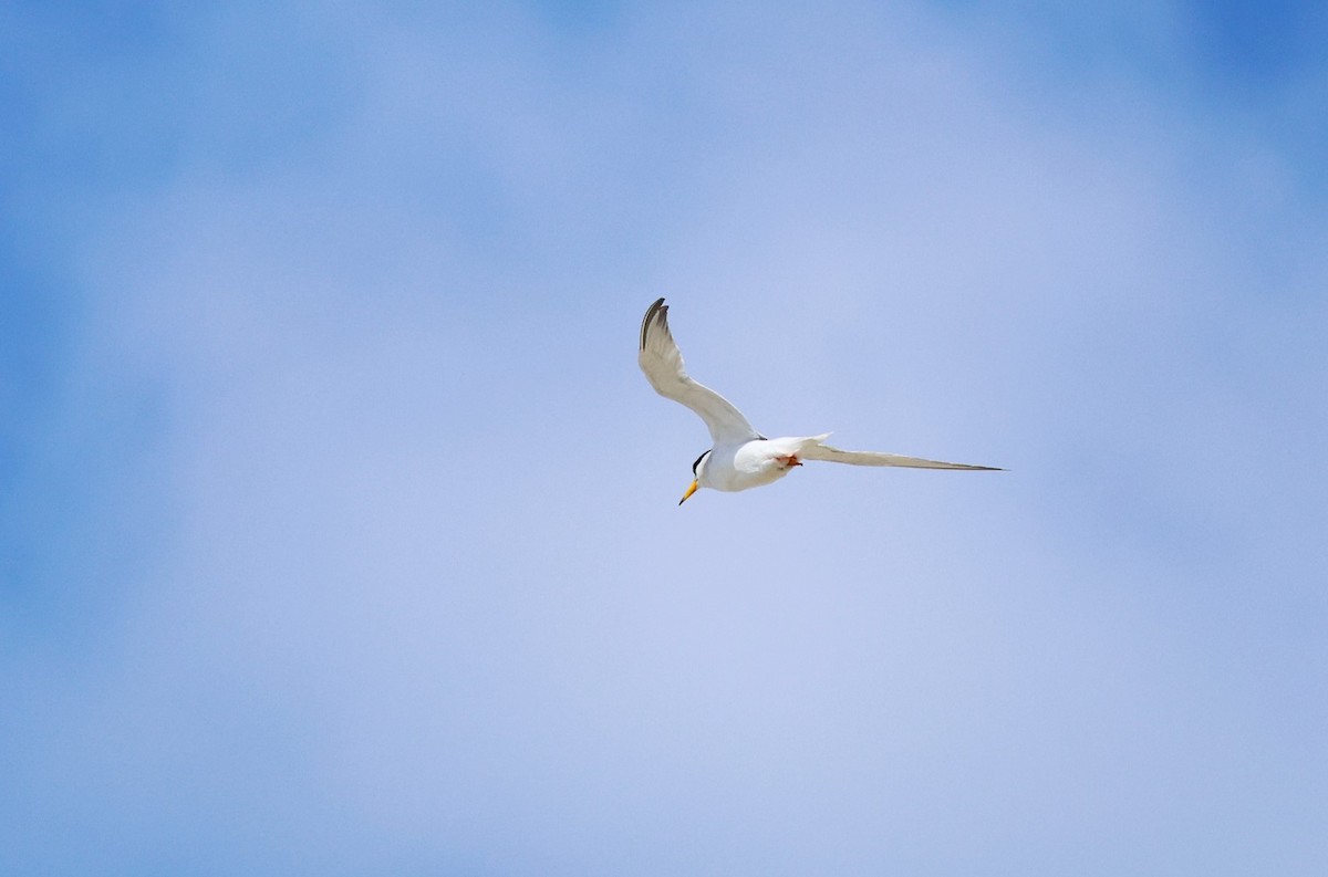 Little Tern - ML602602841