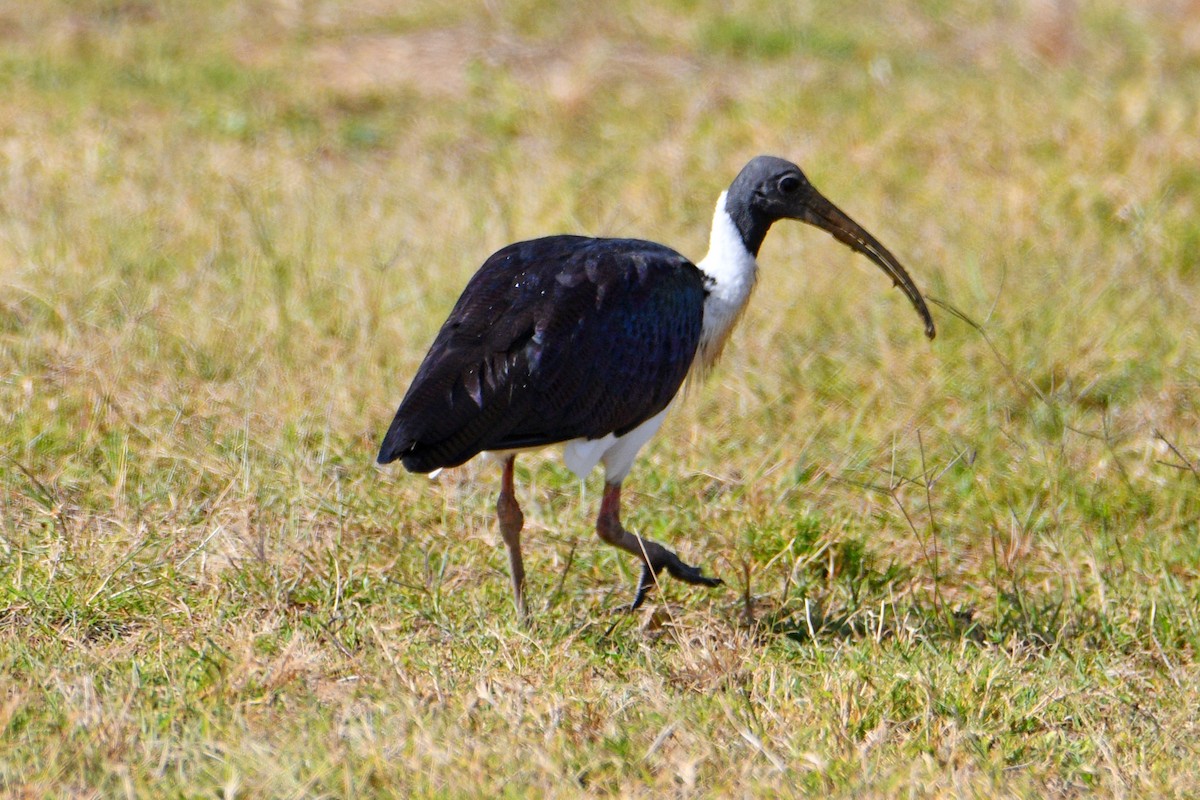 ibis slámokrký - ML602603001