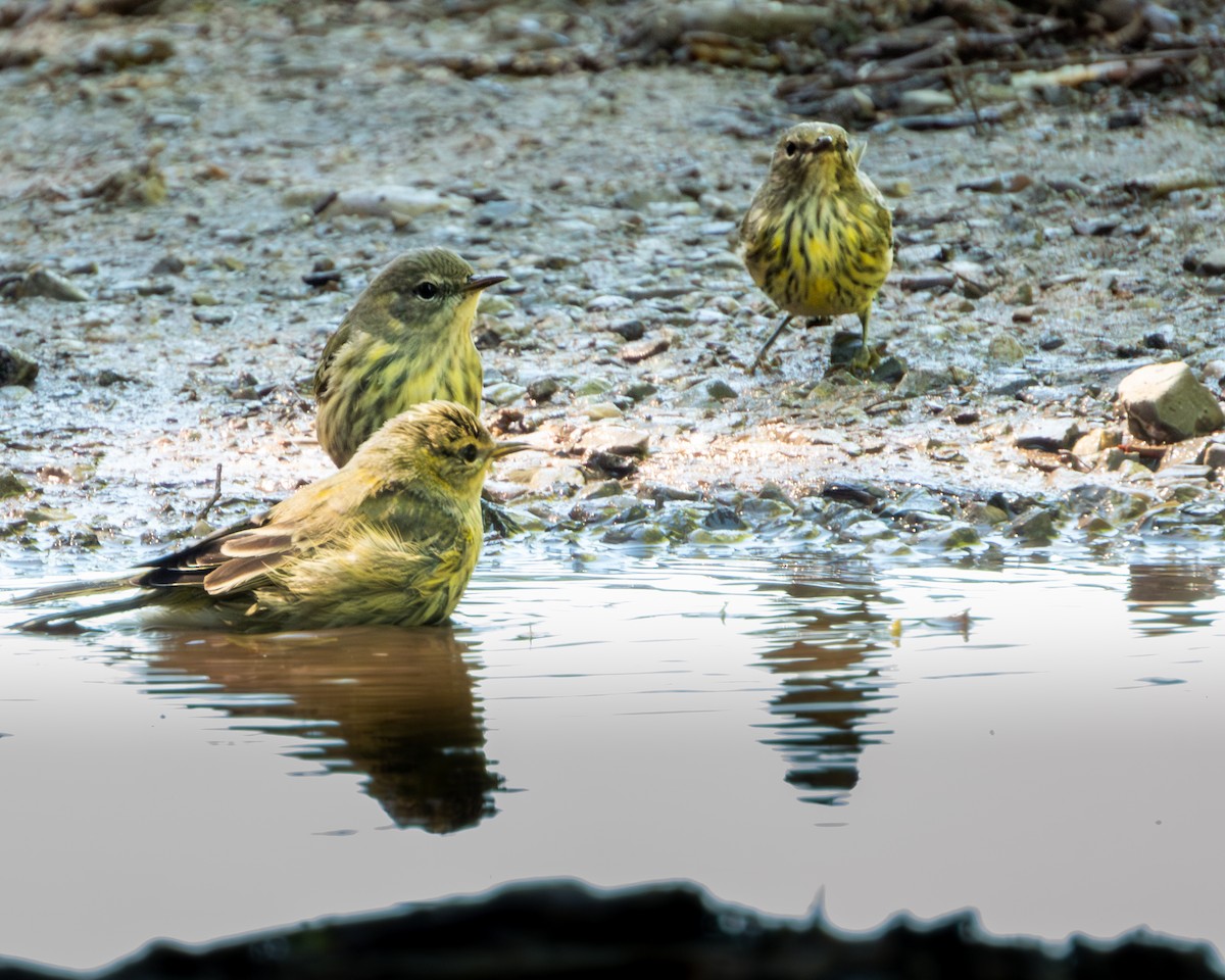 Cape May Warbler - Brad Reinhardt