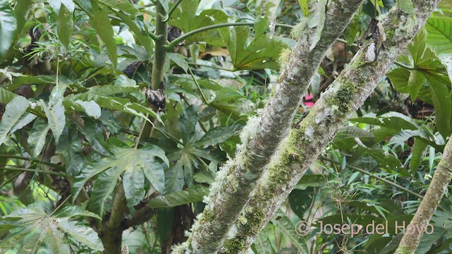 Black-billed Mountain-Toucan - ML602603521