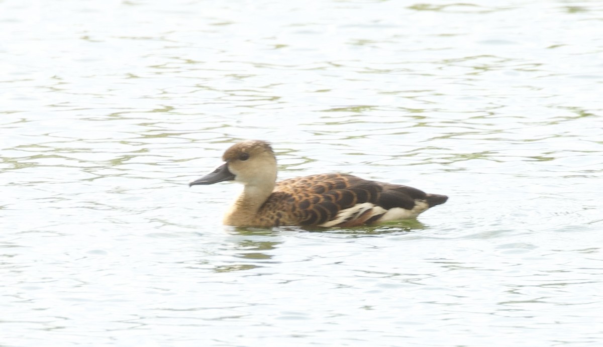 Wandering Whistling-Duck - ML602603731