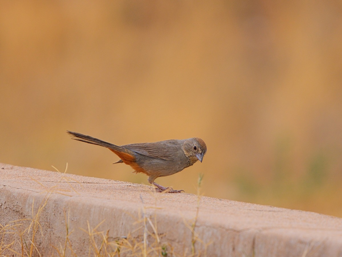 Canyon Towhee - ML602603741