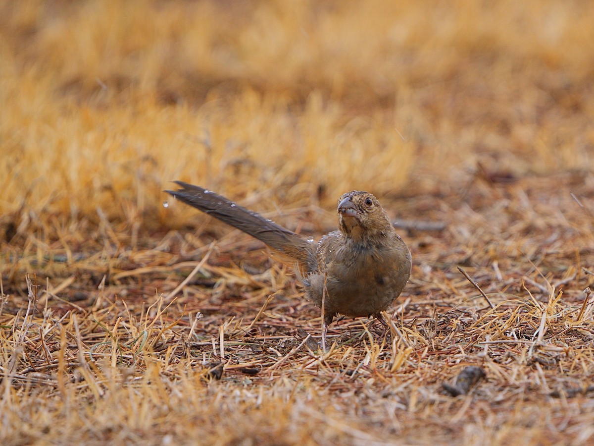 Canyon Towhee - ML602603791