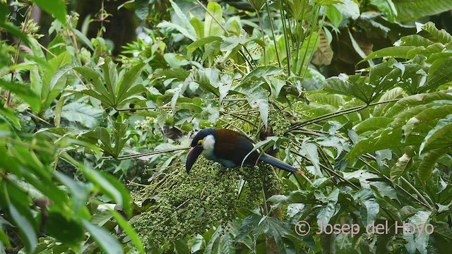 Black-billed Mountain-Toucan - ML602603951