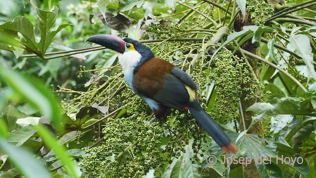 Toucan à bec noir - ML602604531