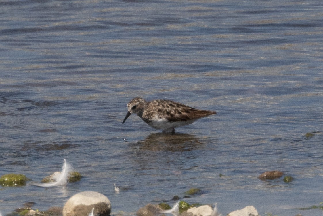 Least Sandpiper - ML602605641