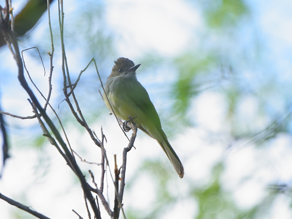 Dusky-capped Flycatcher - ML602607071