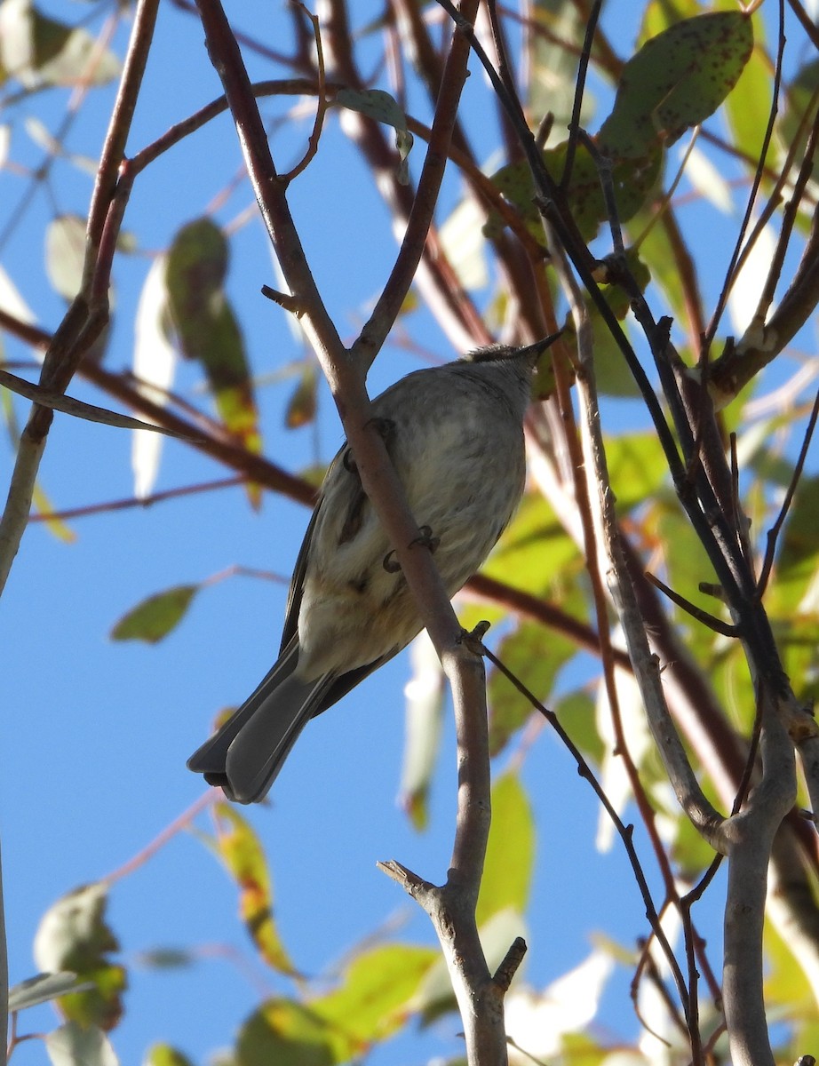 Yellow-faced Honeyeater - ML602607141