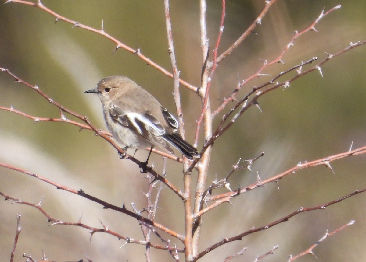 Flame Robin - ML602607441