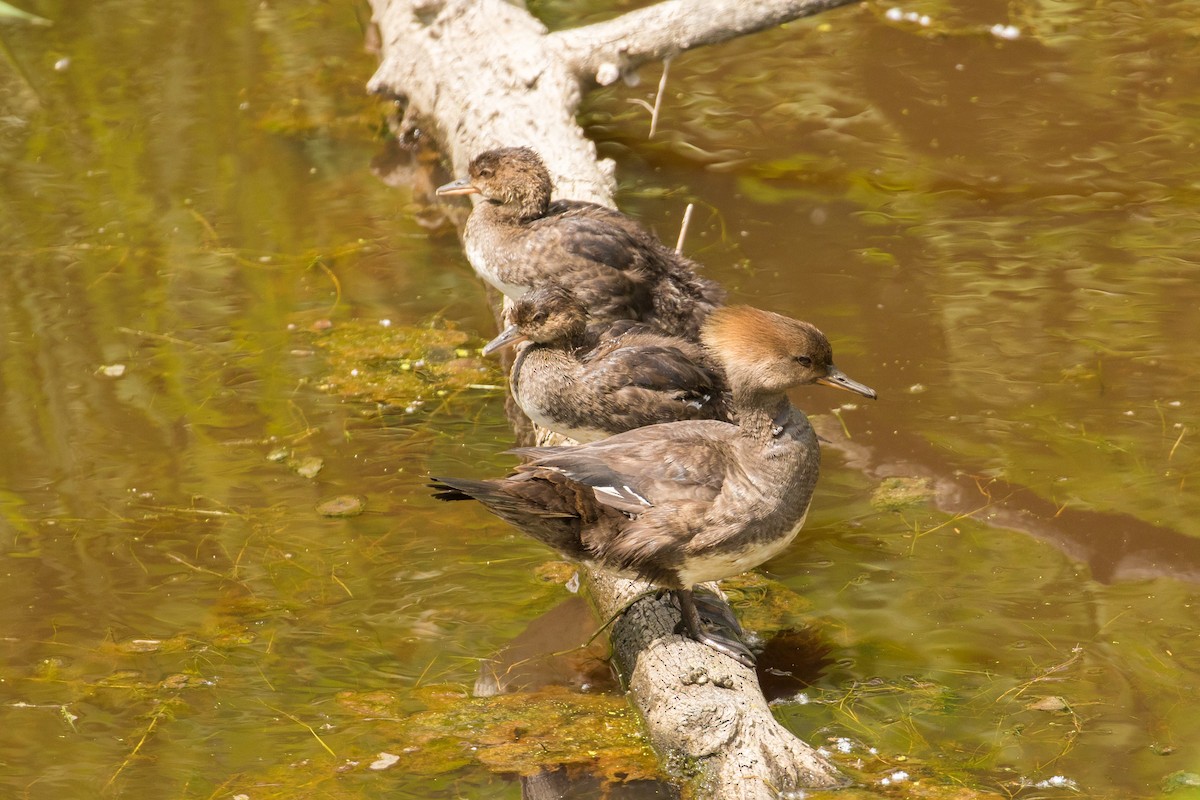 Hooded Merganser - John Reynolds