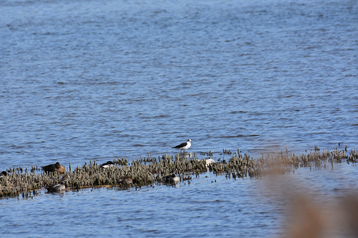 Black-winged Stilt - ML602608461