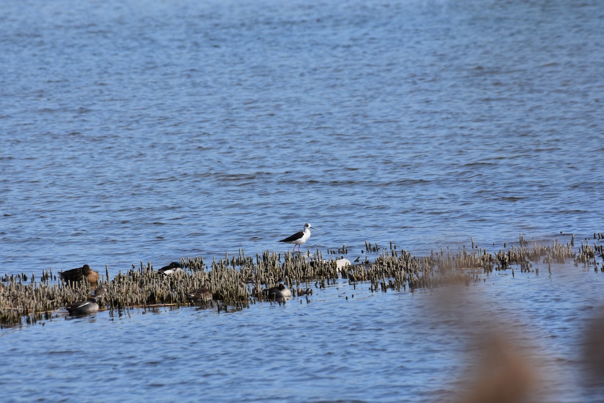 Black-winged Stilt - ML602608471