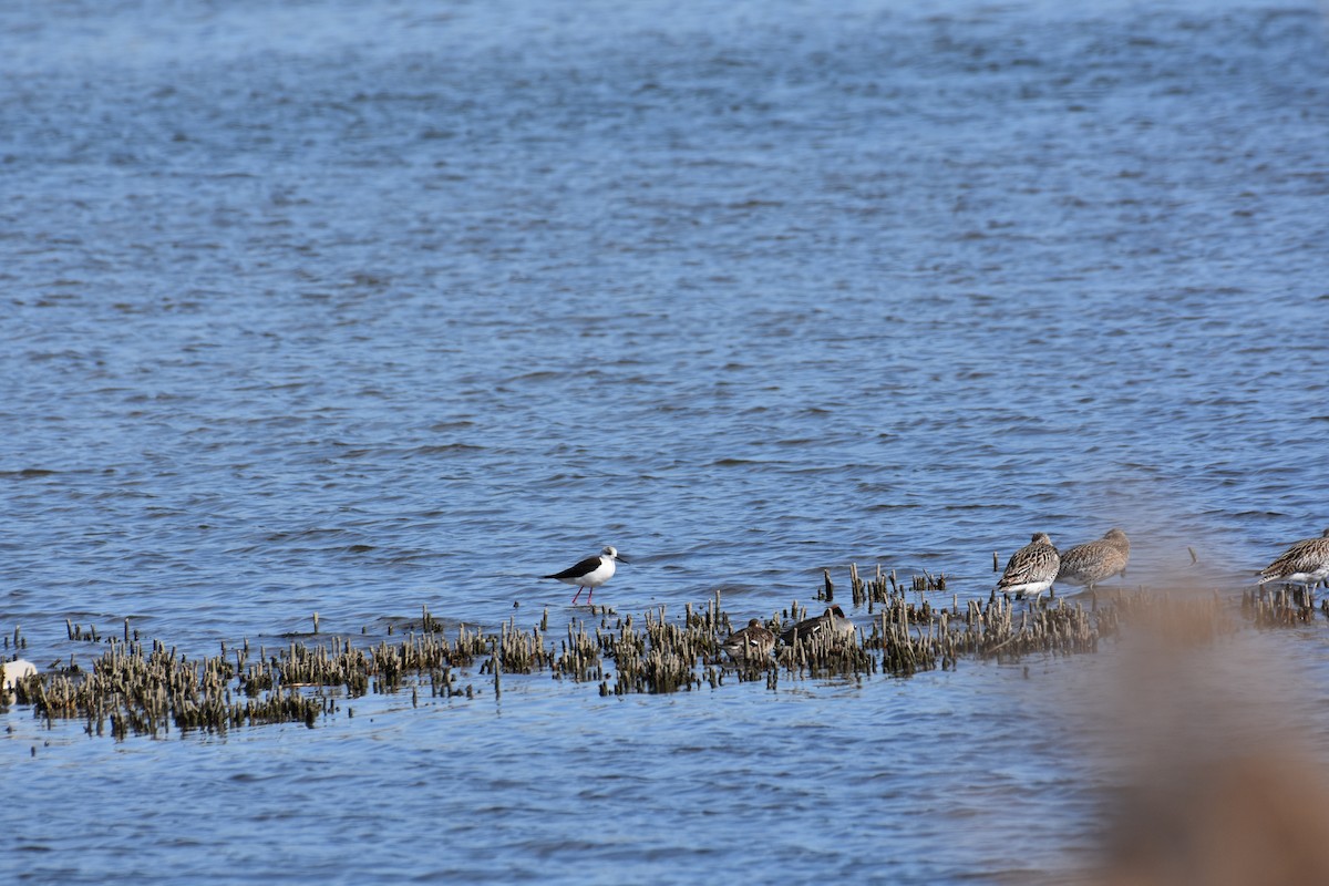 Black-winged Stilt - ML602608481