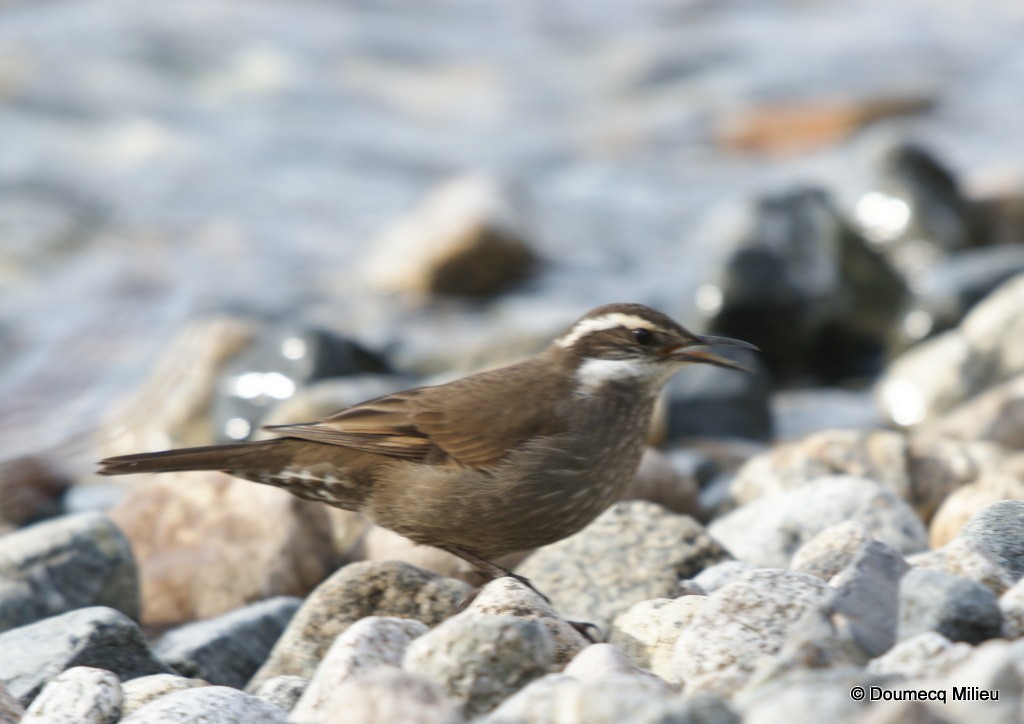 Remolinera Araucana - ML60260851