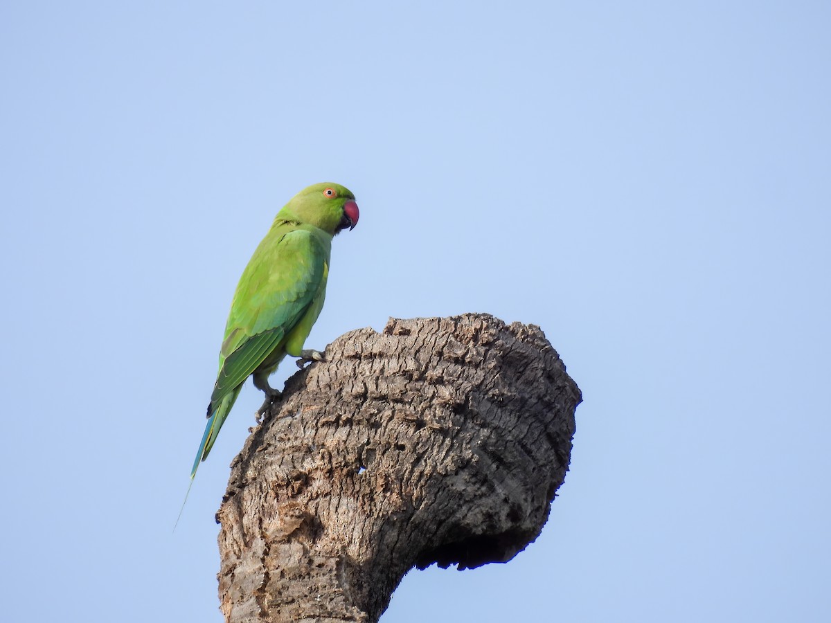 Rose-ringed Parakeet - ML602608991