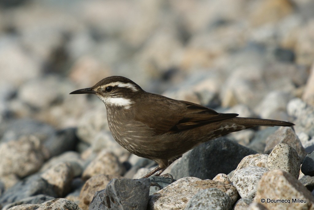 Remolinera Araucana - ML60260921