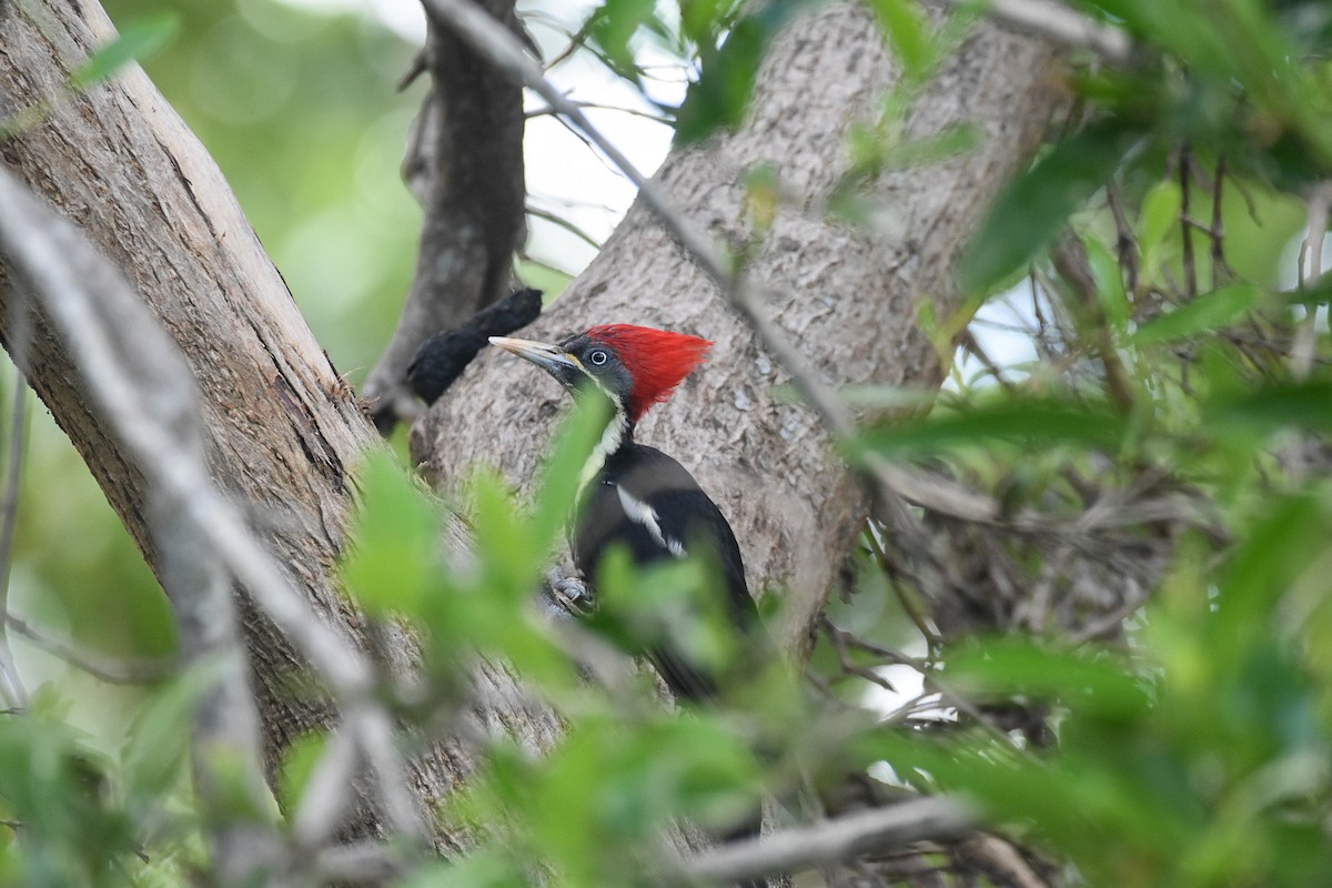 Lineated Woodpecker - Jane Crawford