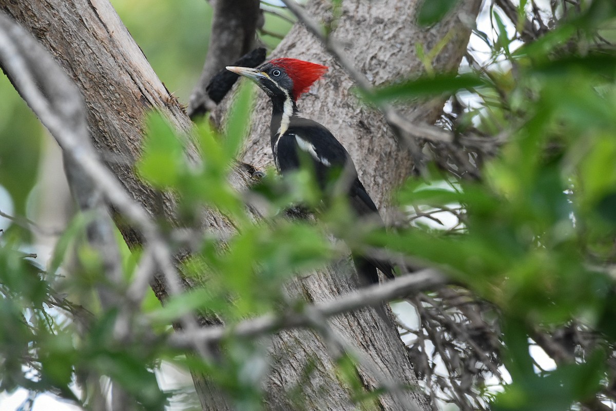 Lineated Woodpecker - ML602609841