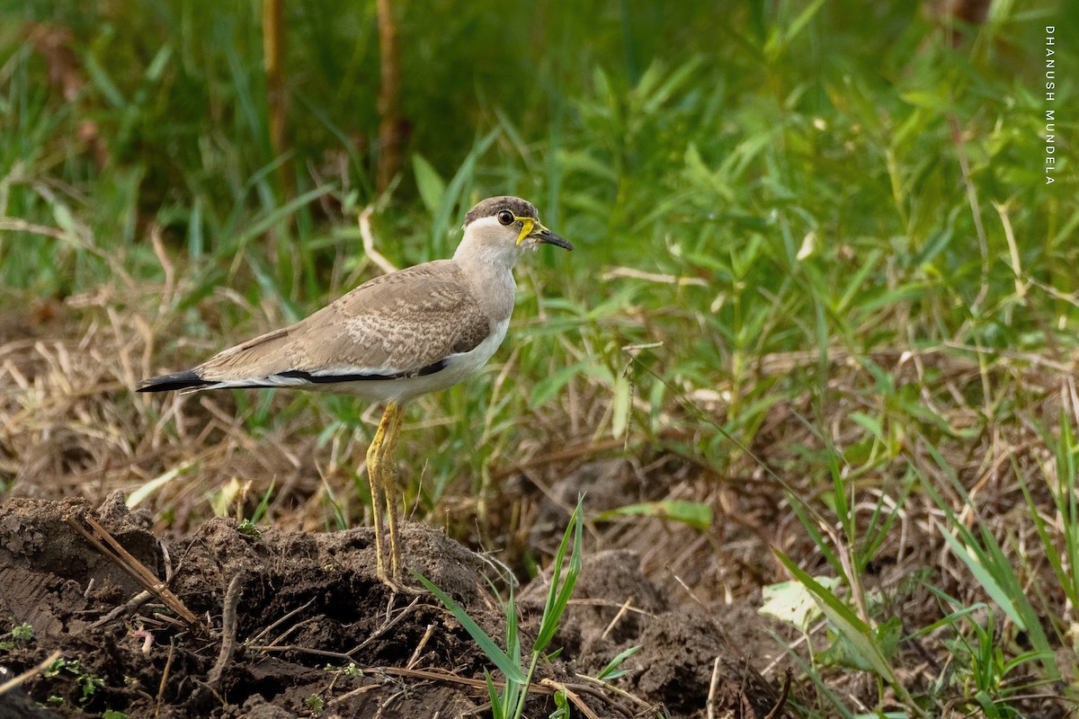 Yellow-wattled Lapwing - ML602609881