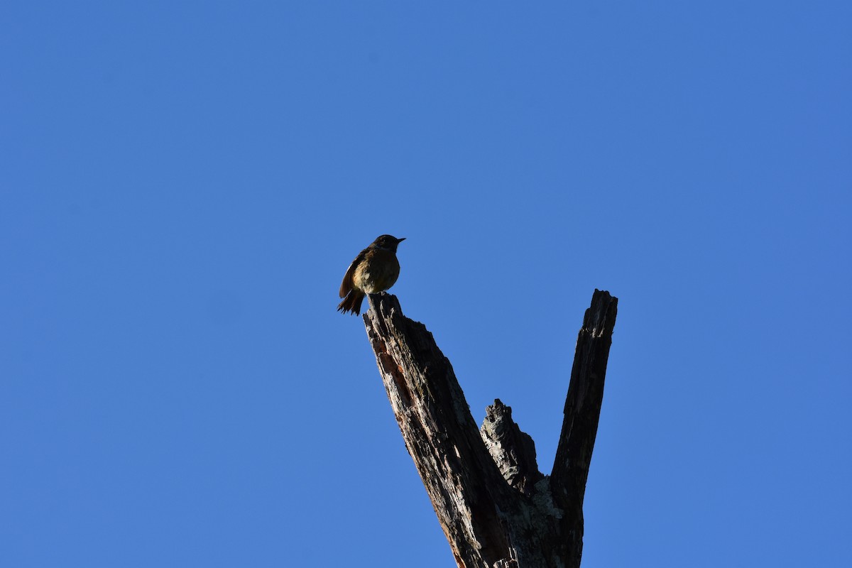 European Stonechat - Maximilian Weinschenk