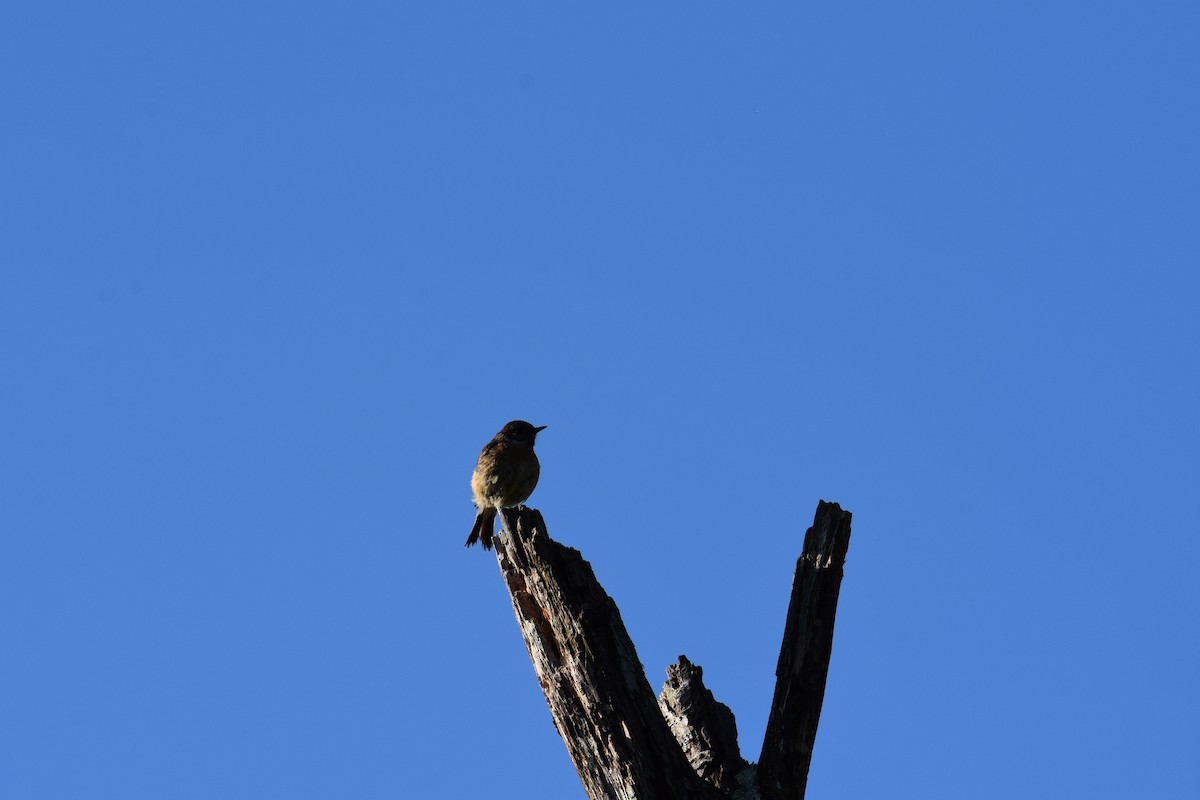 European Stonechat - Maximilian Weinschenk