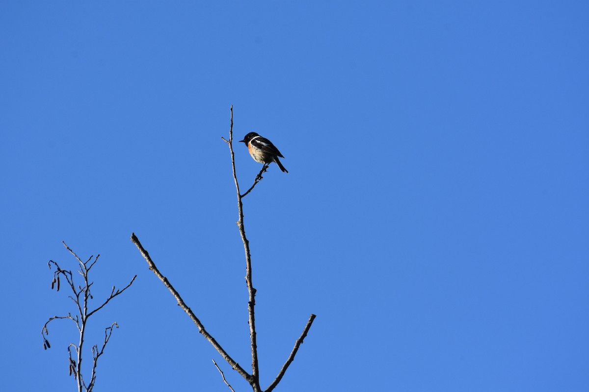 European Stonechat - Maximilian Weinschenk