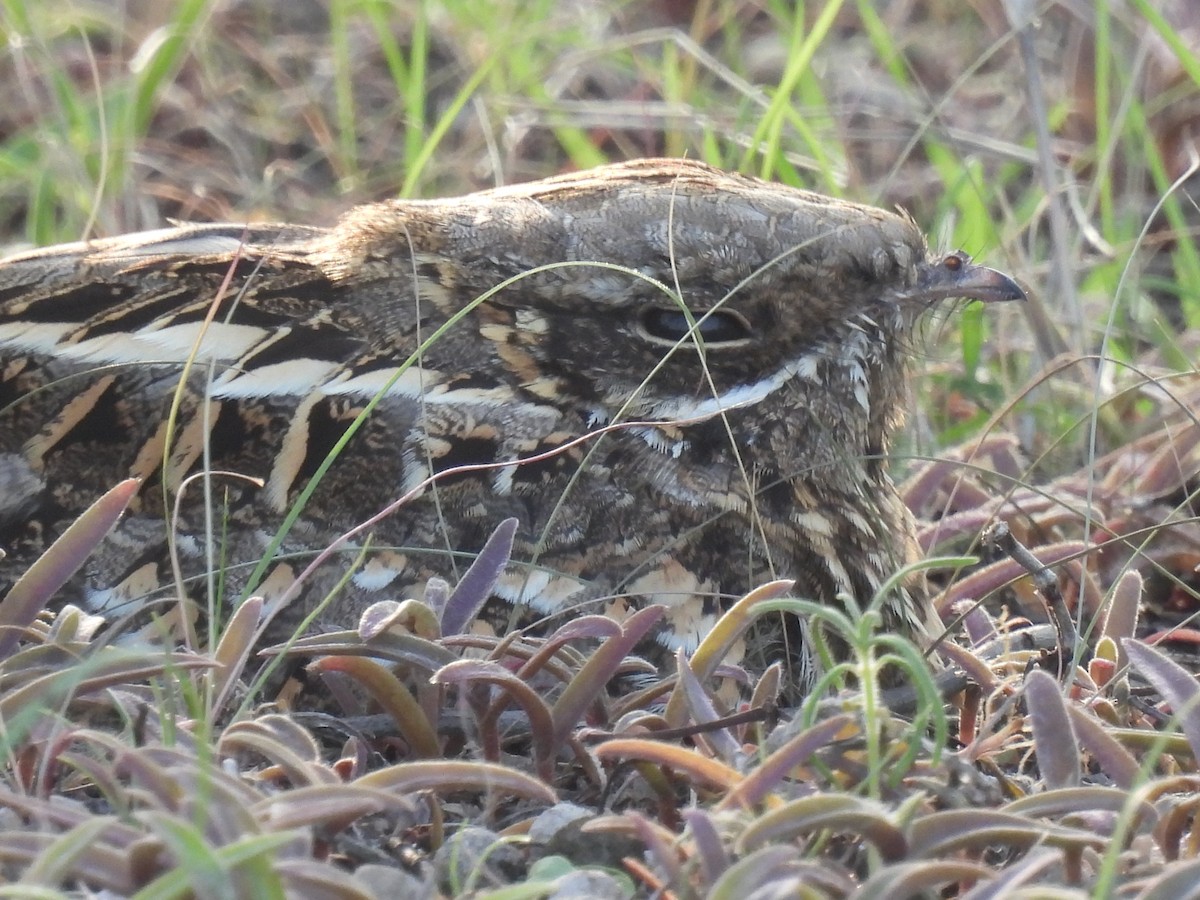 Indian Nightjar - ML602610041