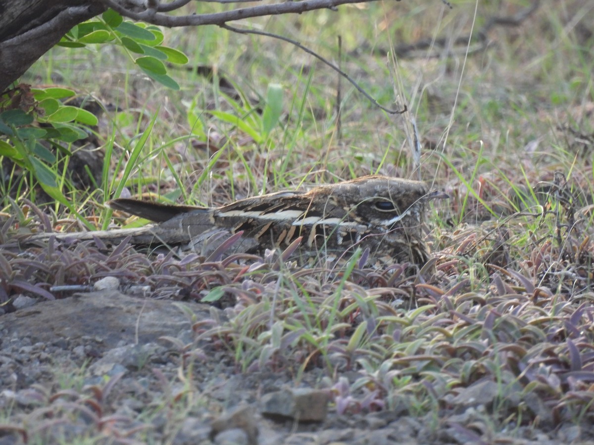 Indian Nightjar - ML602610051