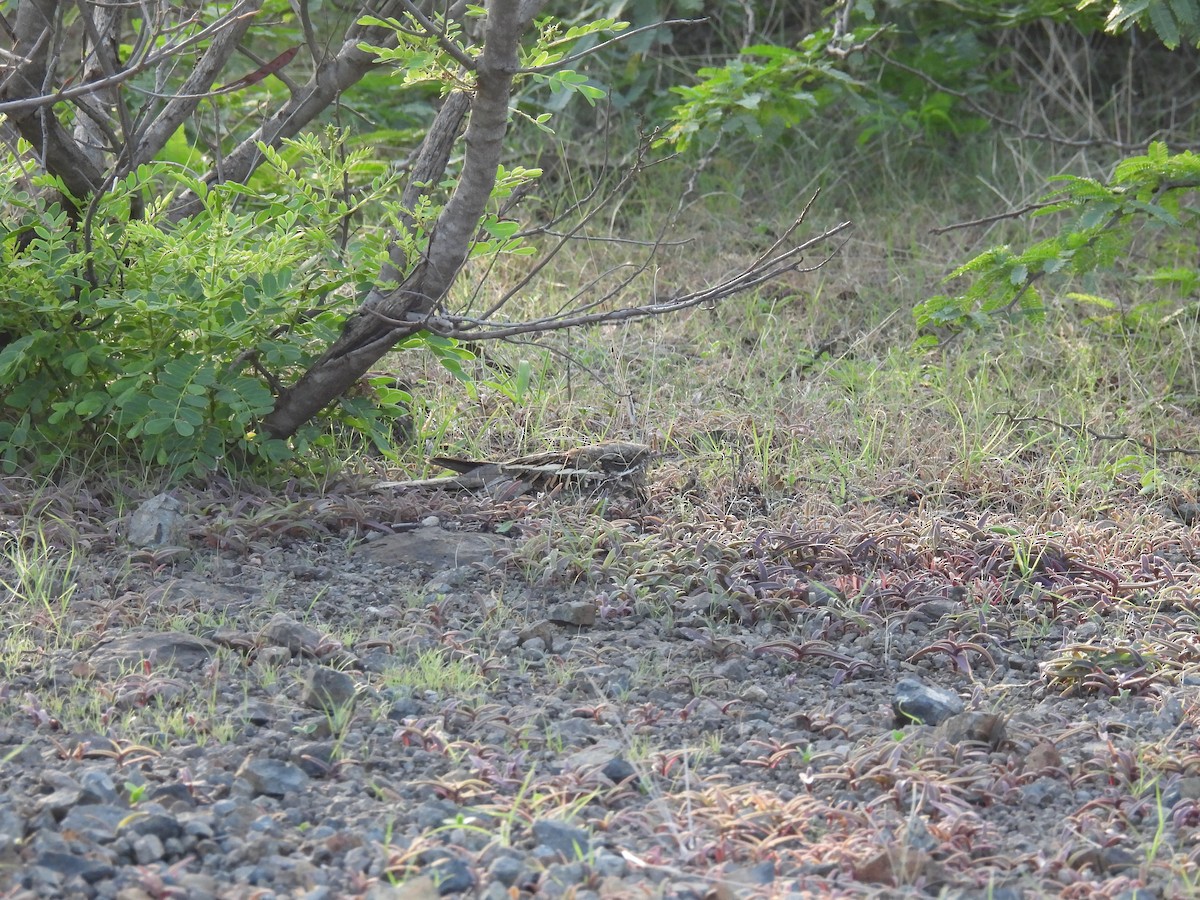 Indian Nightjar - ML602610071