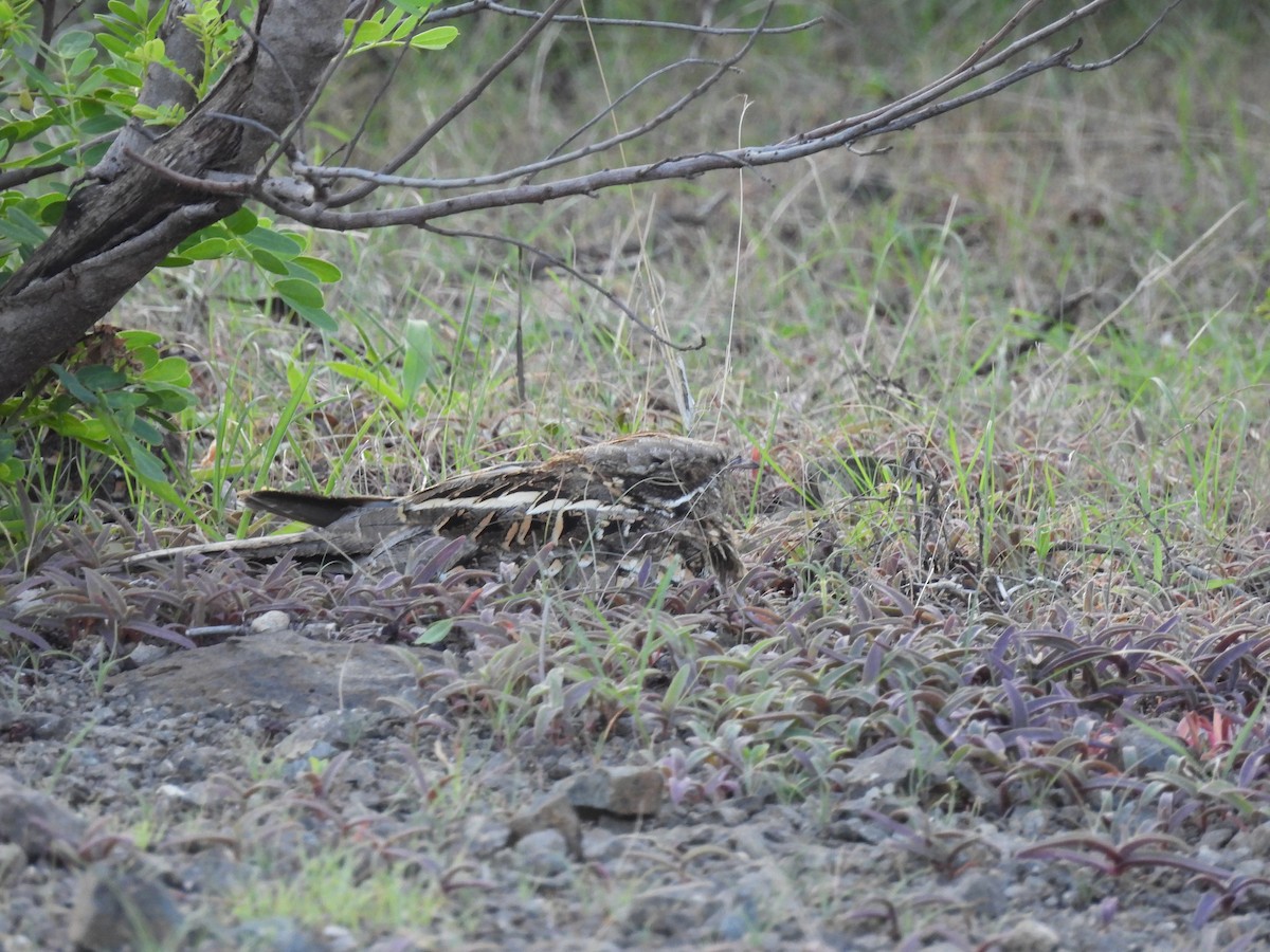 Indian Nightjar - ML602610081