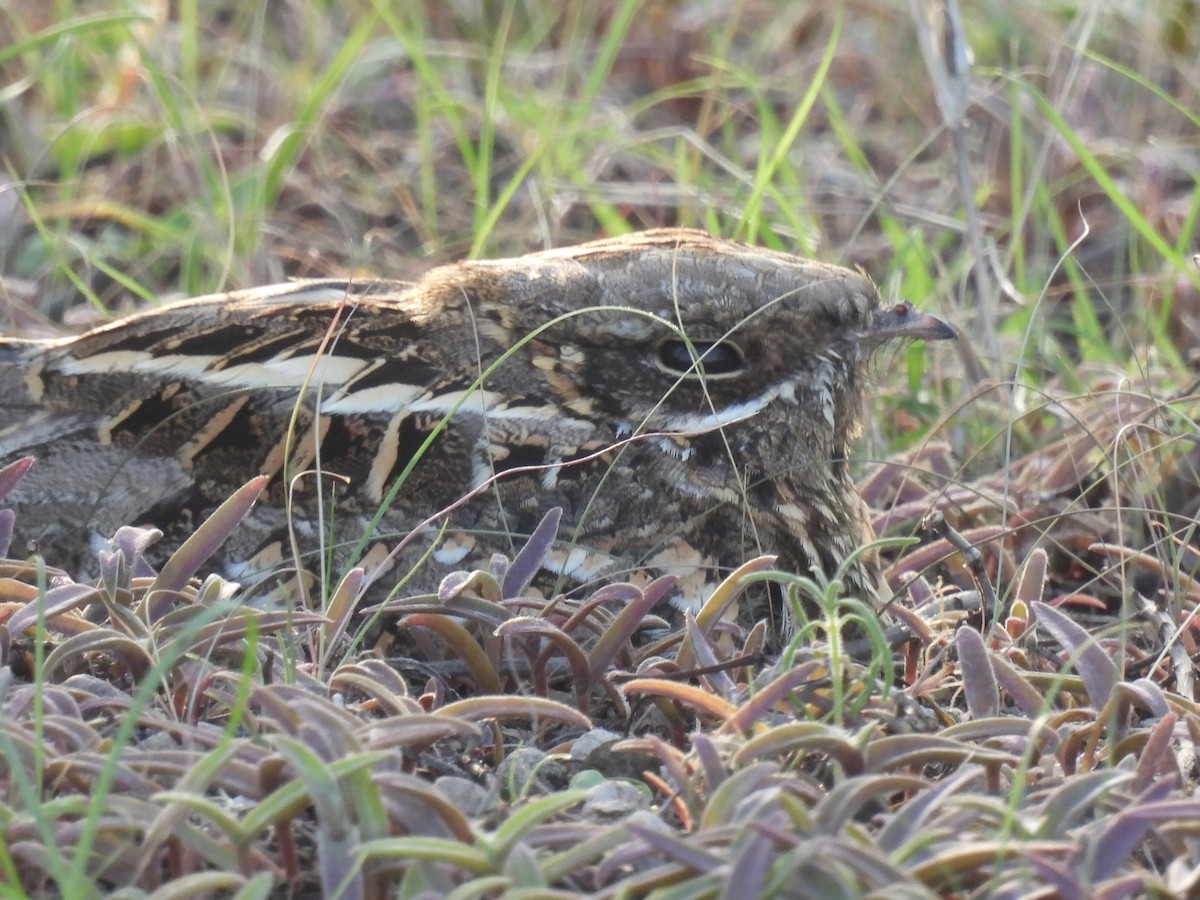 Indian Nightjar - ML602610101