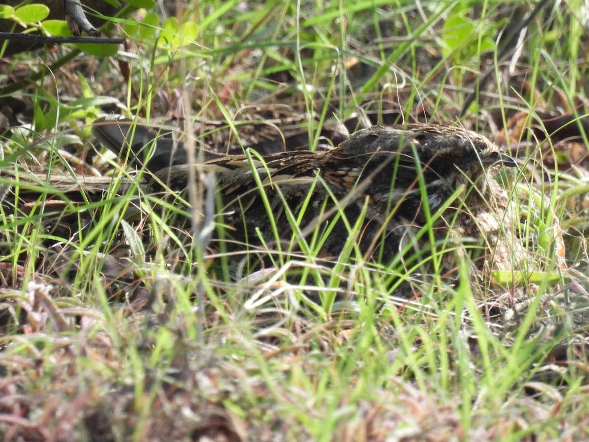 Indian Nightjar - ML602610131