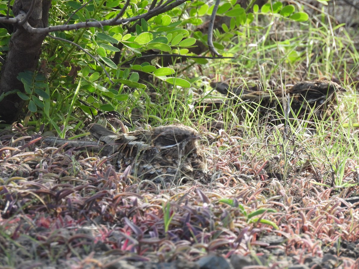 Indian Nightjar - ML602610141