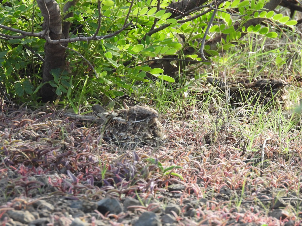 Indian Nightjar - ML602610151