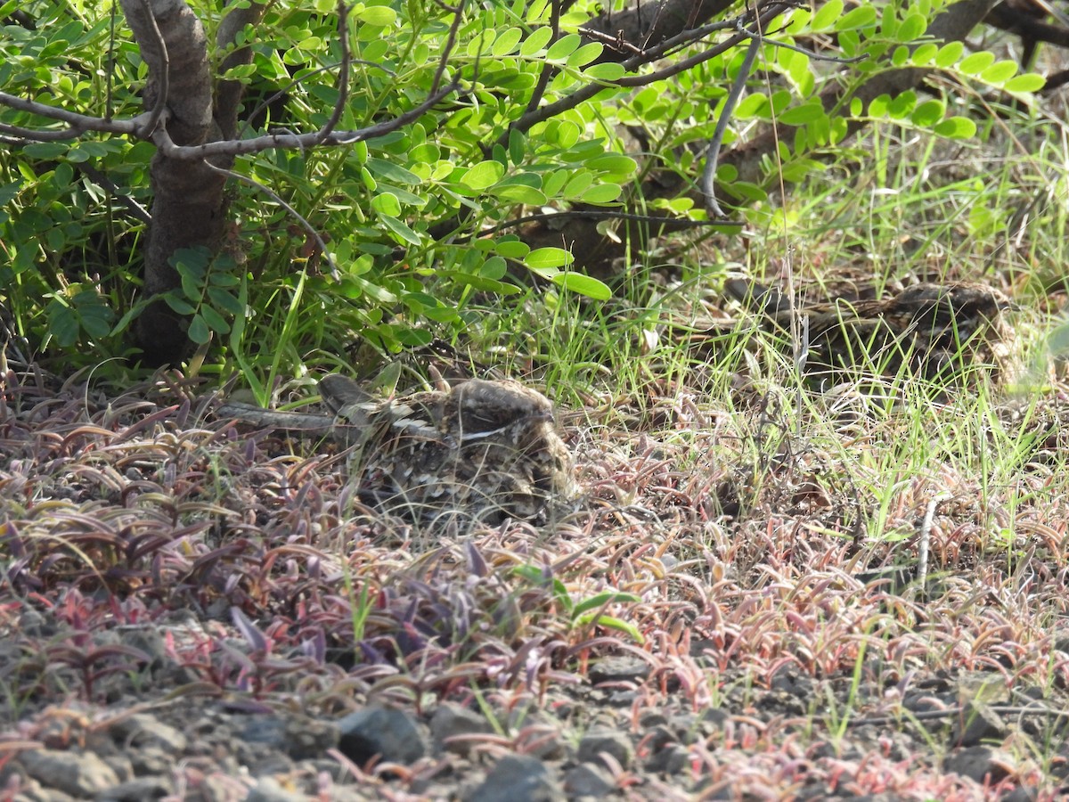 Indian Nightjar - Ramesh Desai