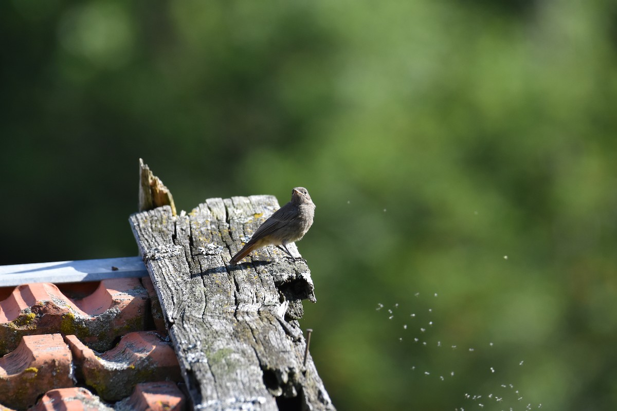 Black Redstart - Maximilian Weinschenk