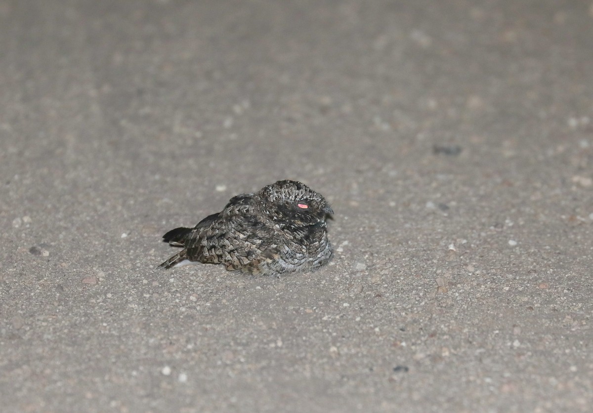 Common Poorwill - ML602611041