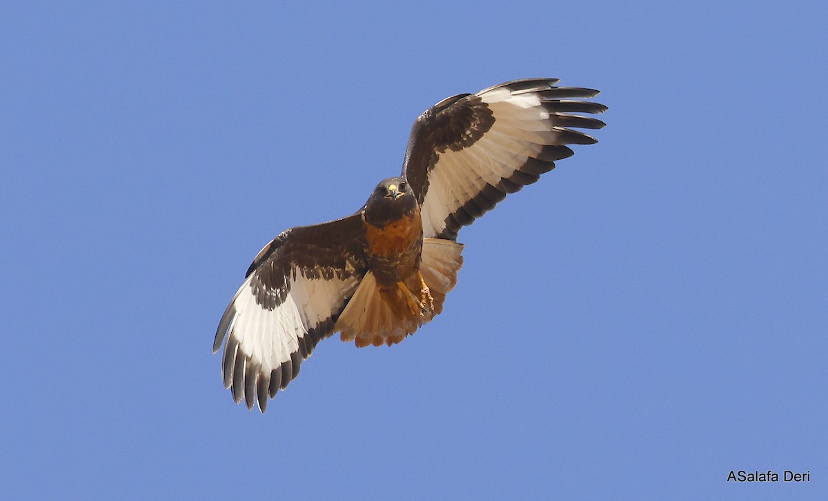 Jackal Buzzard - Fanis Theofanopoulos (ASalafa Deri)