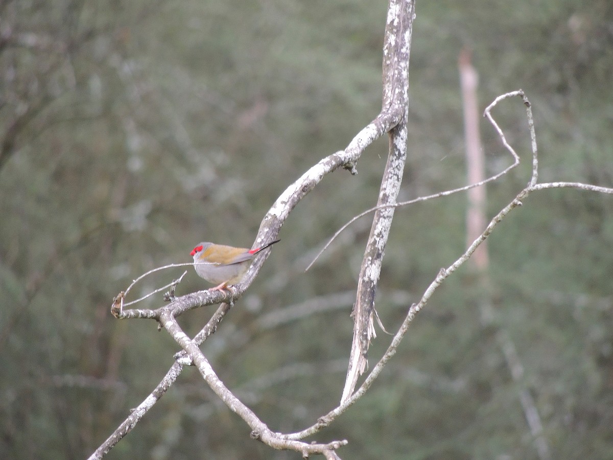 Red-browed Firetail - ML602611961