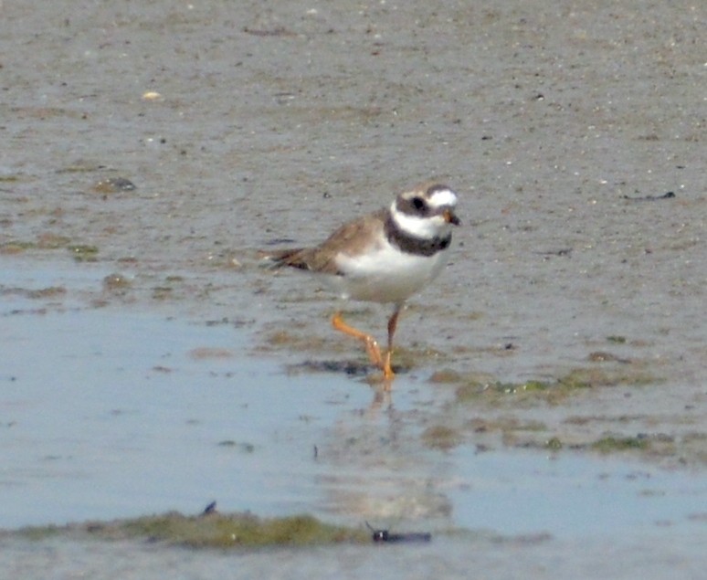 Common Ringed Plover - ML602612351